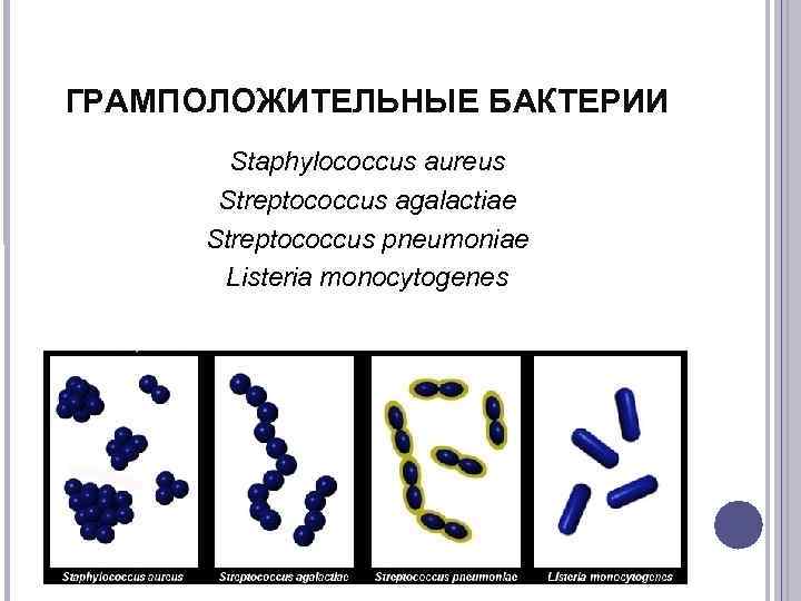 Бактерии примеры названия
