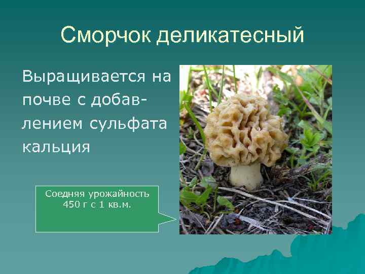 Искусственно выращенные грибы виды. Культивируемые грибы и условия выращивания. Сообщение о культивируемых грибах. Культивируемые грибы таблица. Название культивируемых грибов.