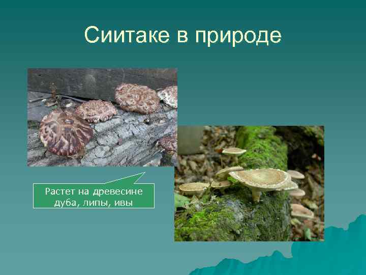  Сиитаке в природе Растет на древесине  дуба, липы, ивы 
