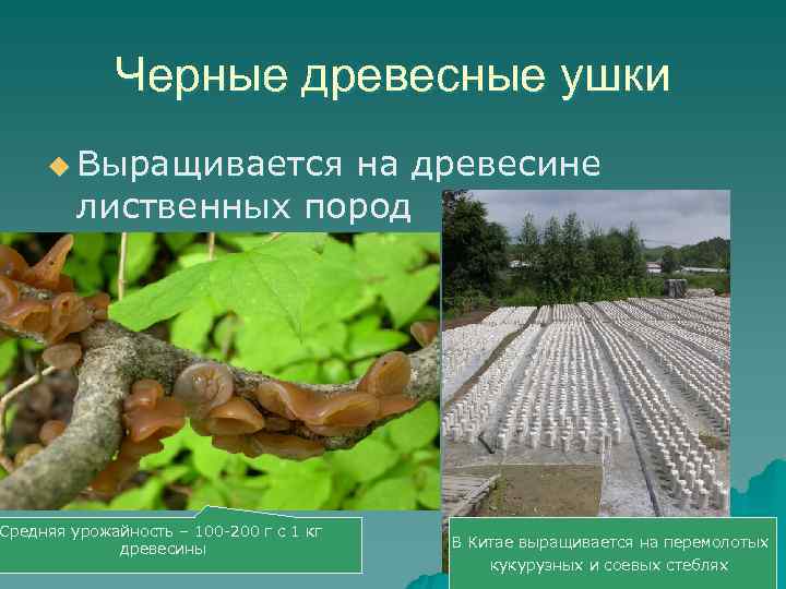    Черные древесные ушки u Выращивается  на древесине   лиственных