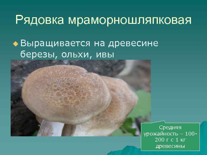 Рядовка мраморношляпковая u Выращивается на древесине березы, ольхи, ивы     