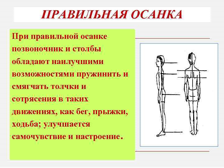 Какая осанка правильная. При правильной осанке. Критерии правильной осанки. Правильная осанка осанки. Позвоночник при правильной осанке.