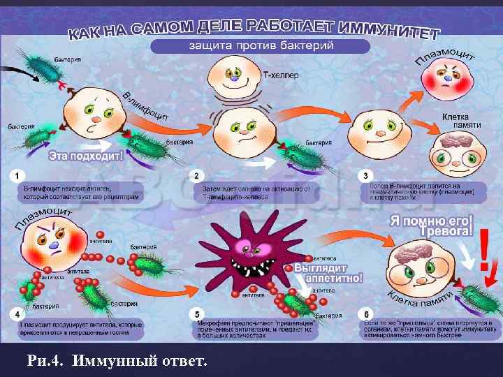 Ри. 4. Иммунный ответ. 