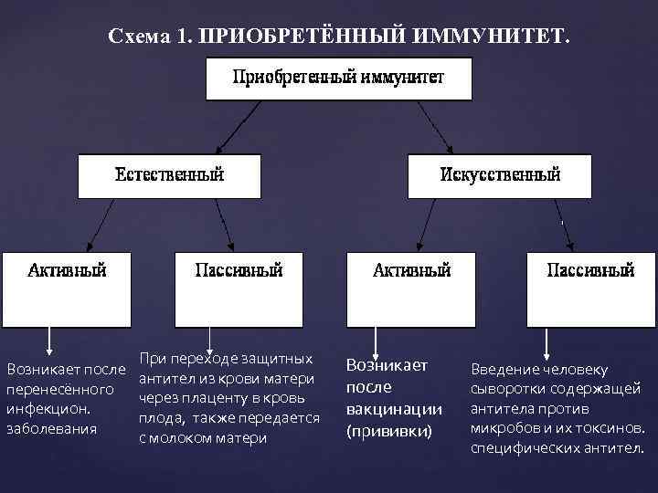  Схема 1. ПРИОБРЕТЁННЫЙ ИММУНИТЕТ. При переходе защитных Возникает после Введение человеку антител из