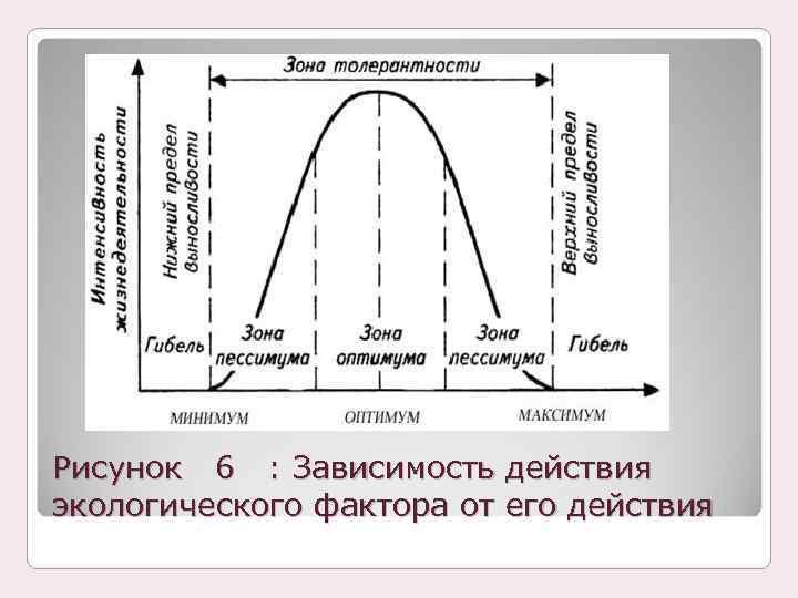 Рисунок 6 : Зависимость действия экологического фактора от его действия 