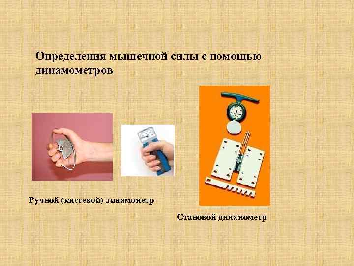  Определения мышечной силы с помощью динамометров Ручной (кистевой) динамометр Становой динамометр 