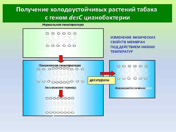 Получение холодоустойчивых растений табака с геном des. C цианобактерии Нормальная температура ИЗМЕНЕНИЕ ФИЗИЧЕСКИХ СВОЙСТВ