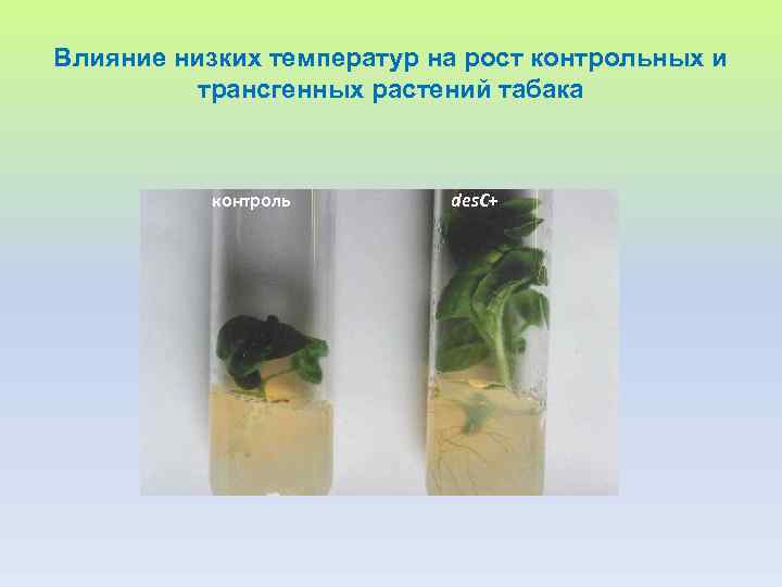 Влияние низких температур на рост контрольных и трансгенных растений табака контроль des. C+ 