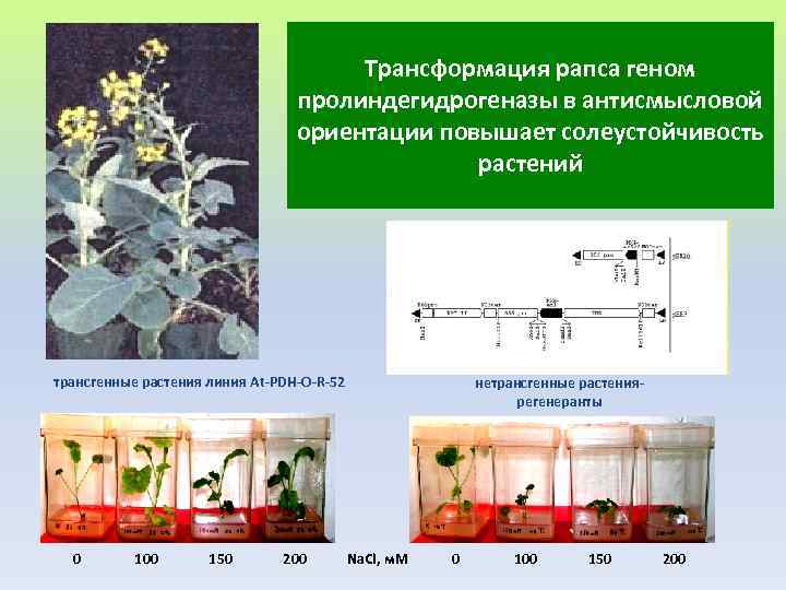Преобразования у растений