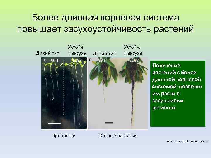  Более длинная корневая система повышает засухоустойчивость растений Устойч. Дикий тип к засухе Получение