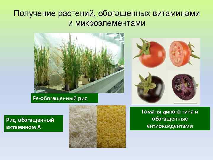  Получение растений, обогащенных витаминами и микроэлементами () Fe-обогащенный рис Томаты дикого типа и