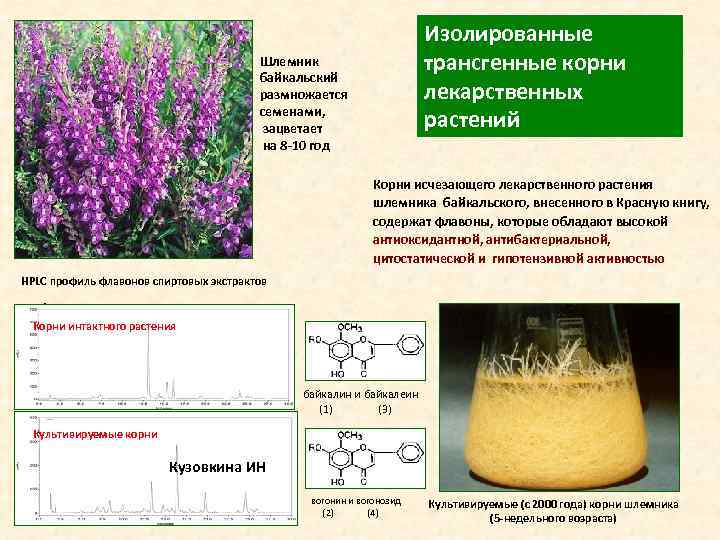  Изолированные Шлемник трансгенные корни байкальский размножается лекарственных семенами, зацветает растений на 8 -10