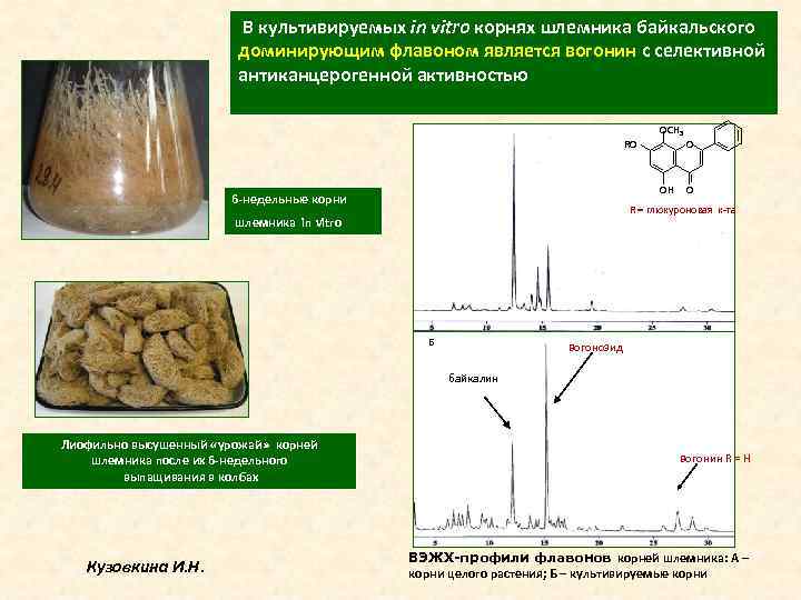  В культивируемых in vitro корнях шлемника байкальского доминирующим флавоном является вогонин с селективной