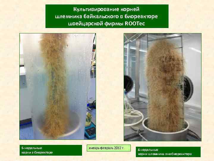  Культивирование корней шлемника байкальского в биореакторе швейцарской фирмы ROOTec 6 -недельные январь-февраль 2012