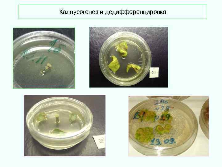 Каллусогенез и дедифференцировка 