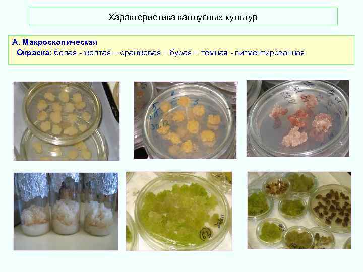  Характеристика каллусных культур А. Макроскопическая Окраска: белая - желтая – оранжевая – бурая