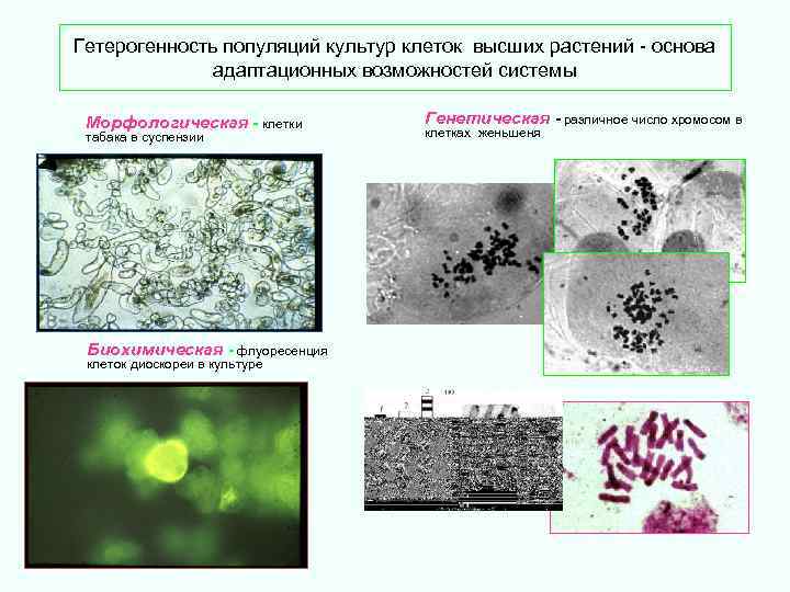 Гетерогенность популяций культур клеток высших растений - основа адаптационных возможностей системы Морфологическая - клетки