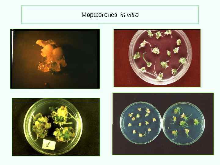 Морфогенез in vitro 