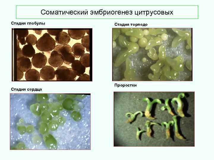  Соматический эмбриогенез цитрусовых Стадия глобулы Стадия торпедо Проростки Стадия сердца 