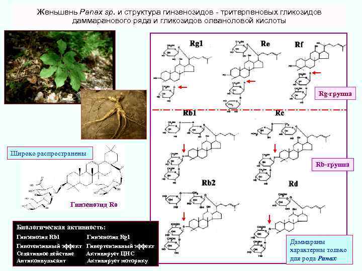  Женьшень Panax sp. и структура гинзенозидов - тритерпеновых гликозидов даммаранового ряда и гликозидов