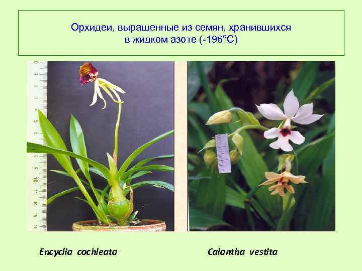  Орхидеи, выращенные из семян, хранившихся в жидком азоте (-196°С) Encyclia cochleata Calantha vestita