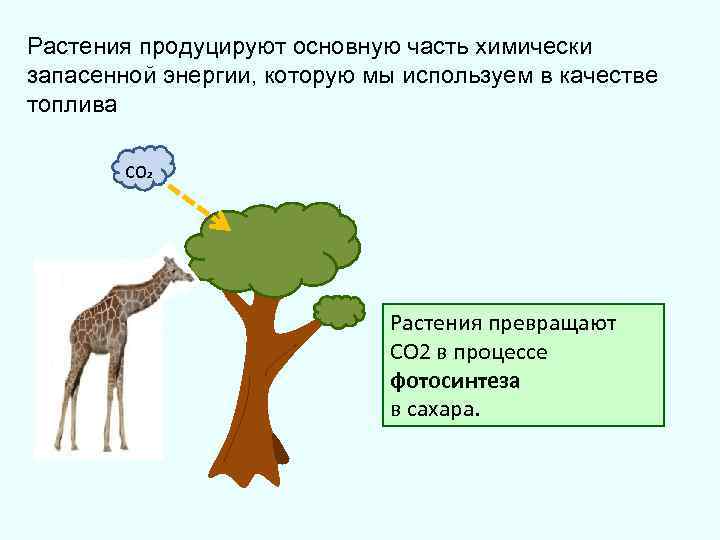 Растения продуцируют основную часть химически запасенной энергии, которую мы используем в качестве топлива CO