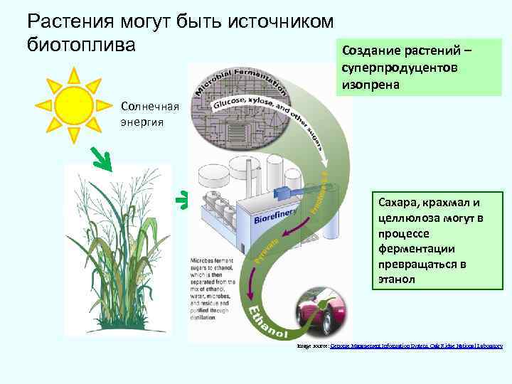 Особенности физиологии растений. Физиология растений. Разработка растений устойчивых к. Биотопливо из растений. Создание штаммов-суперпродуцентов..