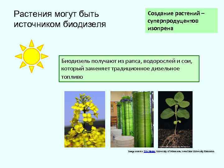 Растения могут быть Создание растений – суперпродуцентов источником биодизеля изопрена Биодизель получают из рапса,