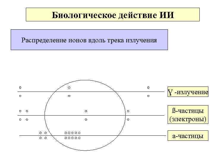  Биологическое действие ИИ Распределение ионов вдоль трека излучения Ɣ -излучение ß-частицы (электроны) а-частицы
