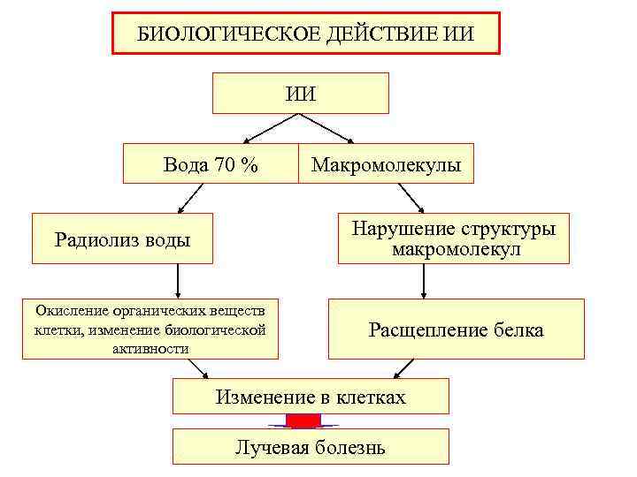  БИОЛОГИЧЕСКОЕ ДЕЙСТВИЕ ИИ Вода 70 % Макромолекулы Нарушение структуры Радиолиз воды макромолекул Окисление