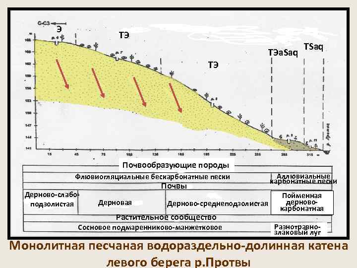  Э ТЭ TSaq ТЭа. Saq ТЭ Почвообразующие породы Флювиогляциальные бескарбонатные пески Аллювиальные карбонатные