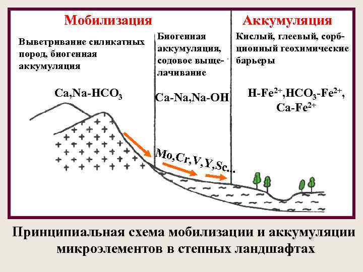  Мобилизация Аккумуляция Биогенная Кислый, глеевый, сорб- Выветривание силикатных аккумуляция, ционный геохимические пород, биогенная