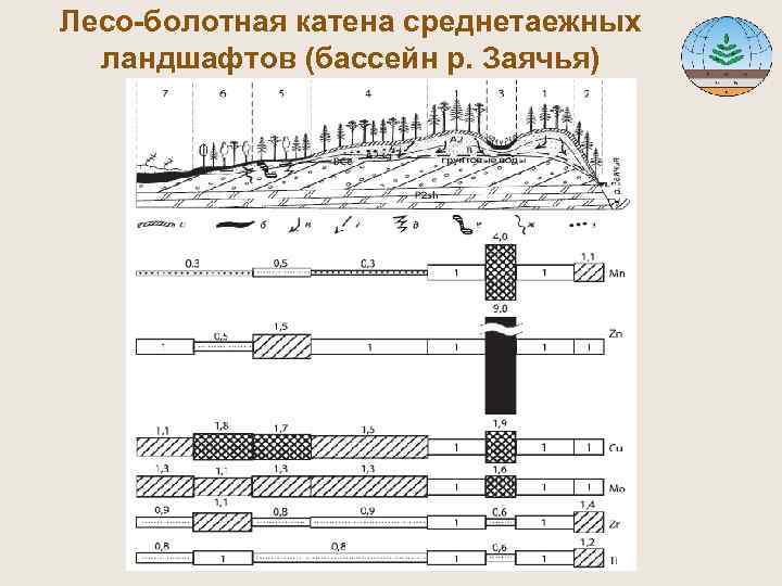 Лесо-болотная катена среднетаежных ландшафтов (бассейн р. Заячья) 