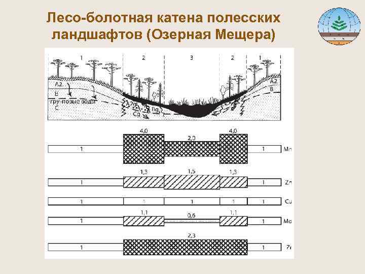 Лесо-болотная катена полесских ландшафтов (Озерная Мещера) 