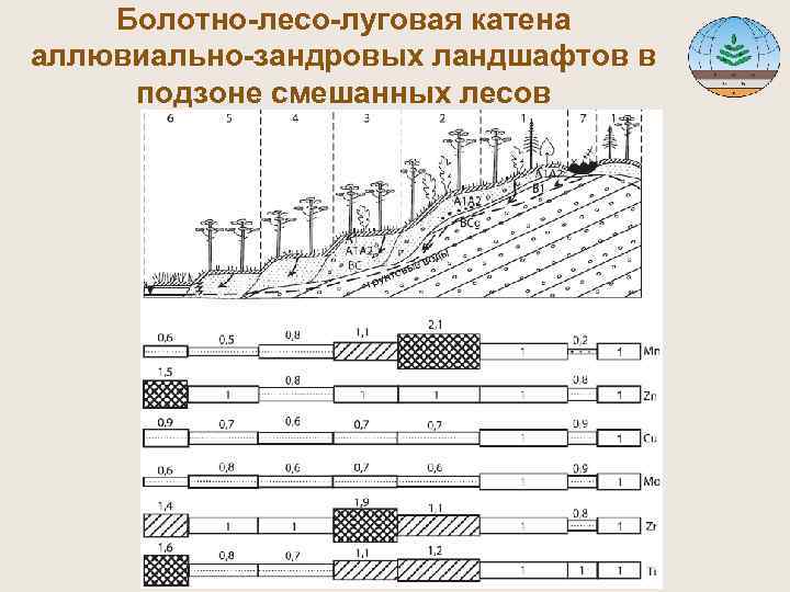  Болотно-лесо-луговая катена аллювиально-зандровых ландшафтов в подзоне смешанных лесов 