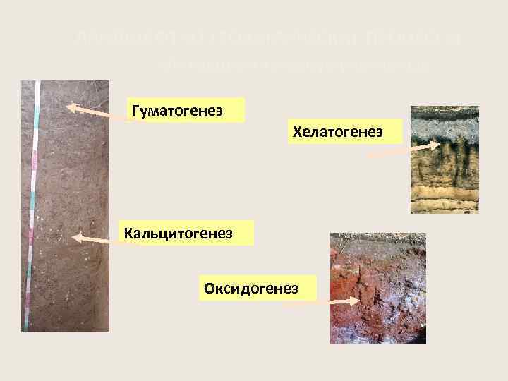 ЛАНДШАФТНО-ГЕОХИМИЧЕСКИЕ ПРОЦЕССЫ Миграционно-аккумулятивные Гуматогенез Хелатогенез Кальцитогенез Оксидогенез 