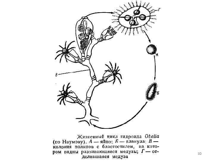 Цикл полипов. Жизненный цикл ГИДРОИДА Obelia. Жизненный цикл ГИДРОИДА Aurelia. Жизненный цикл гидры обелии. Схема жизненного цикла гидроидных.