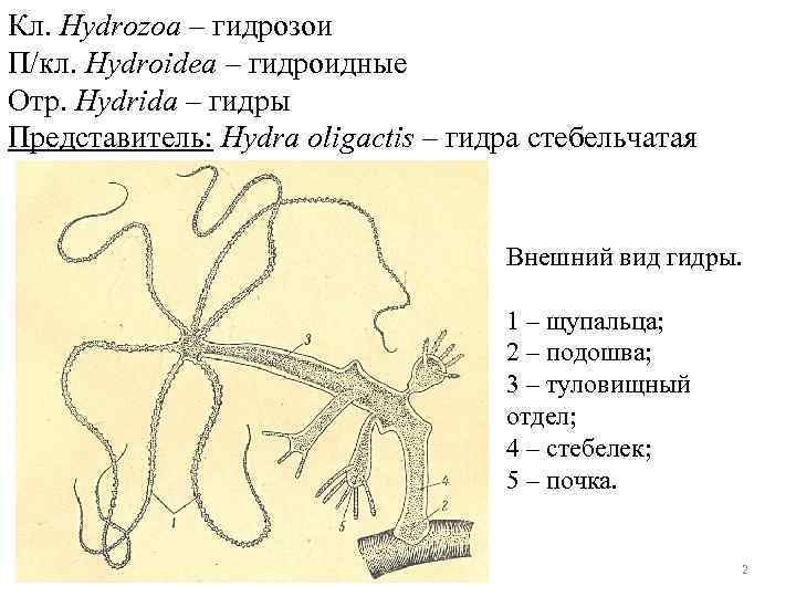 Кл. Hydrozoa – гидрозои П/кл. Hydroidea – гидроидные Отр. Hydrida – гидры Представитель: Hydra