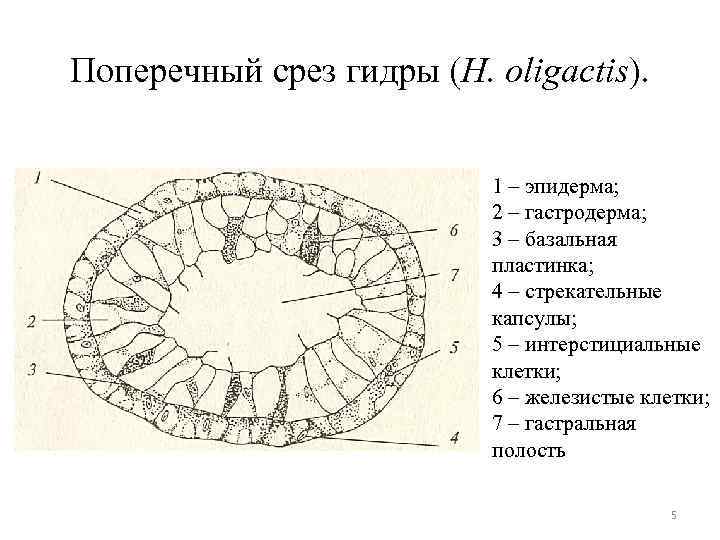 Поперечный срез гидры (H. oligactis). 1 – эпидерма; 2 – гастродерма; 3 – базальная