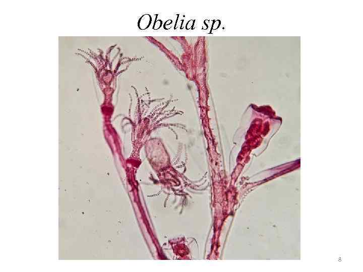 Obelia sp. 8 