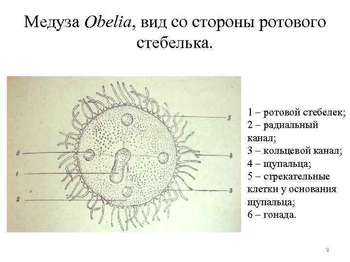 Медуза Obelia, вид со стороны ротового стебелька. 1 – ротовой стебелек; 2 – радиальный