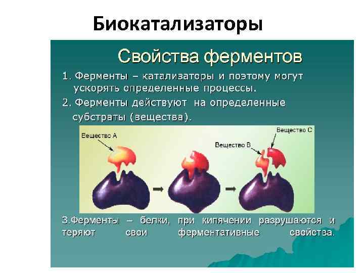 Биокатализаторы 