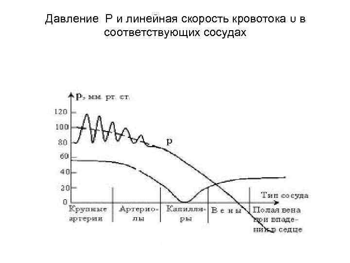 Линейная скорость кровотока в артериях