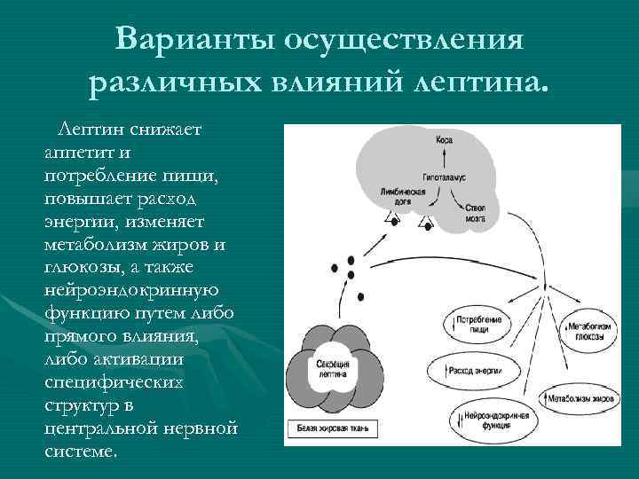  Варианты осуществления различных влияний лептина. Лептин снижает аппетит и потребление пищи, повышает расход