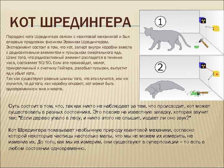  КОТ ШРЕДИНГЕРА Парадокс кота Шредингера связан с квантовой механикой и был впервые предложен