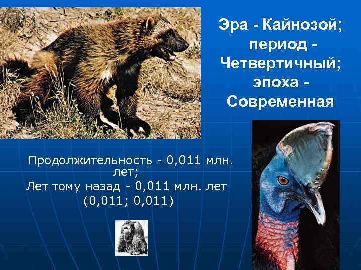       Эра - Кайнозой;     