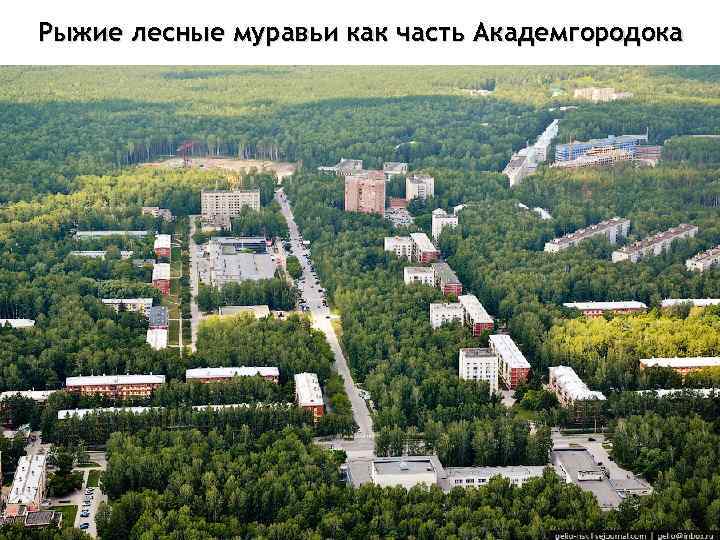 Рыжие лесные муравьи как часть Академгородока 