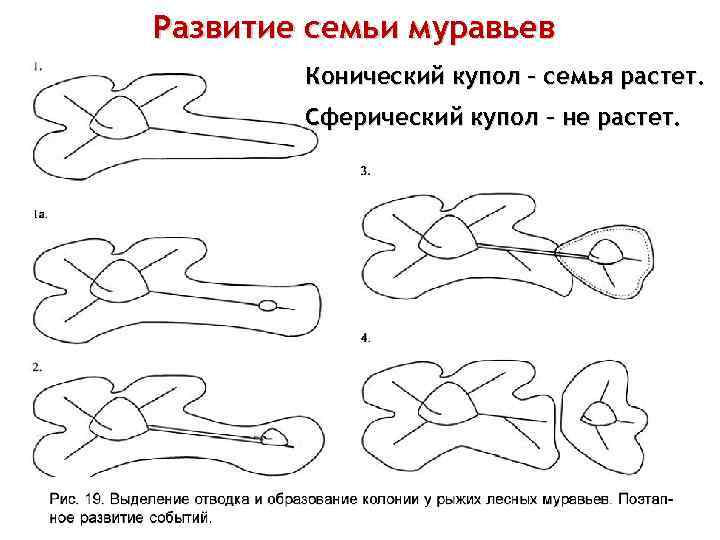 Развитие семьи муравьев Конический купол – семья растет. Сферический купол – не растет. 