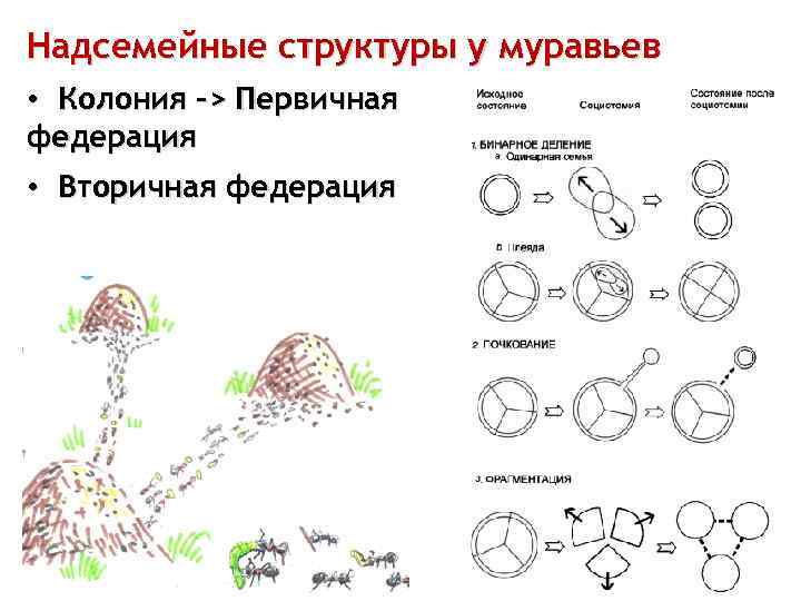 Надсемейные структуры у муравьев • Колония -> Первичная федерация • Вторичная федерация 