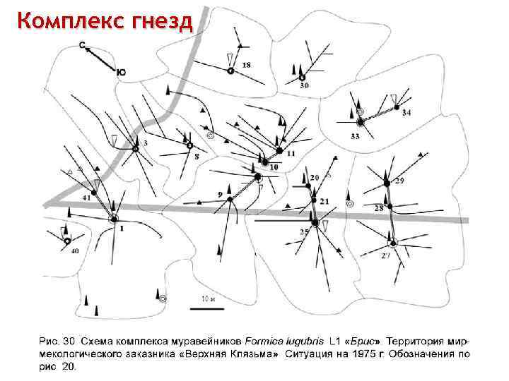 Комплекс гнезд 